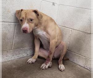 American Pit Bull Terrier Dogs for adoption in San Bernardino, CA, USA