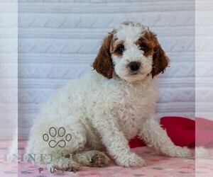 Goldendoodle (Miniature) Puppy for sale in LITITZ, PA, USA