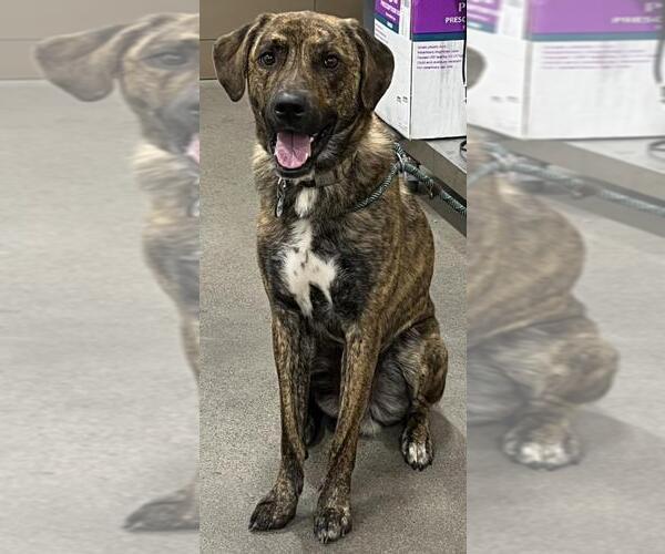 Medium Photo #1 Akita-German Shepherd Dog Mix Puppy For Sale in Forestville, MD, USA