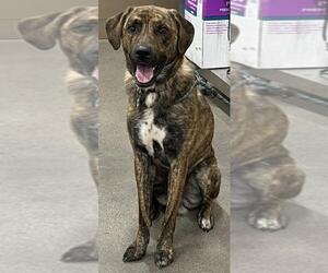 Akita-German Shepherd Dog Mix Dogs for adoption in Forestville, MD, USA