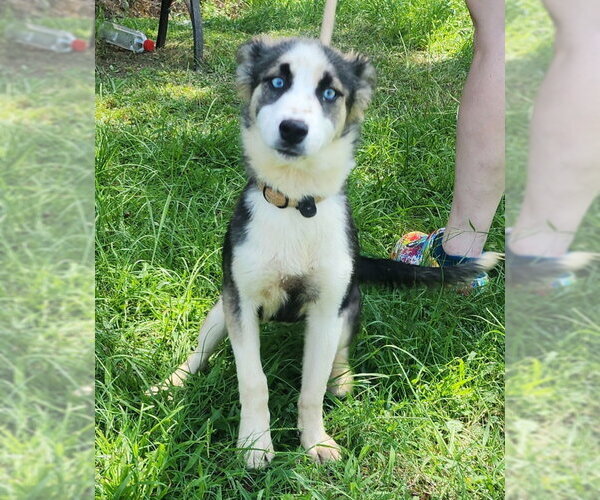 Medium Photo #3 Siberian Husky-Unknown Mix Puppy For Sale in Wetumpka, AL, USA