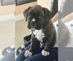 Puppy 5 Blue Boy Boxer