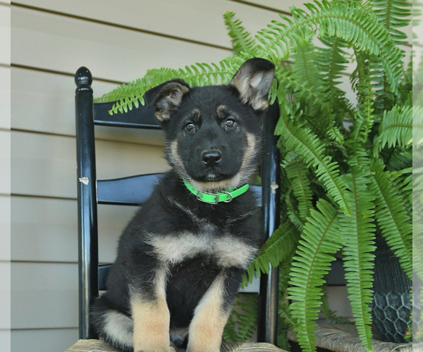Medium Photo #19 German Shepherd Dog Puppy For Sale in DAVENPORT, FL, USA