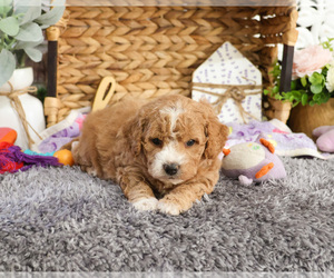 Goldendoodle Puppy for sale in SYRACUSE, IN, USA