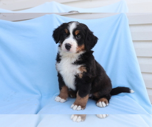 Bernese Mountain Dog Puppy for sale in SHILOH, OH, USA