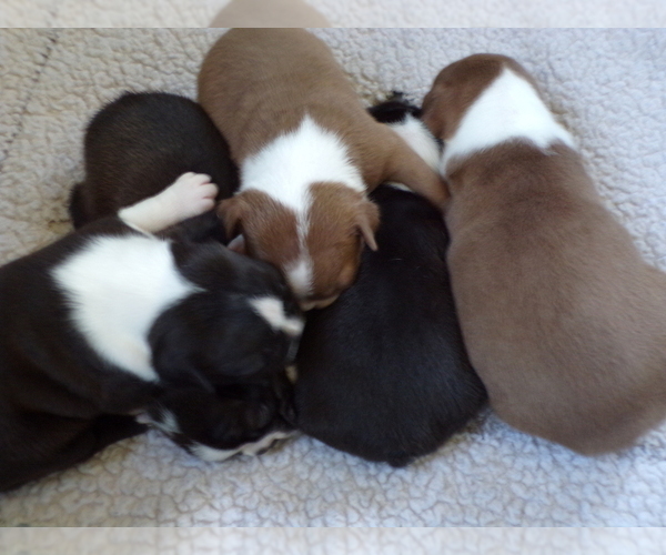 Medium Photo #1 Boston Terrier Puppy For Sale in MONROE, NH, USA