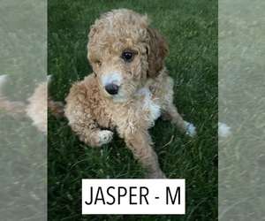 Goldendoodle-Poodle (Miniature) Mix Puppy for sale in MILLERSBURG, OH, USA