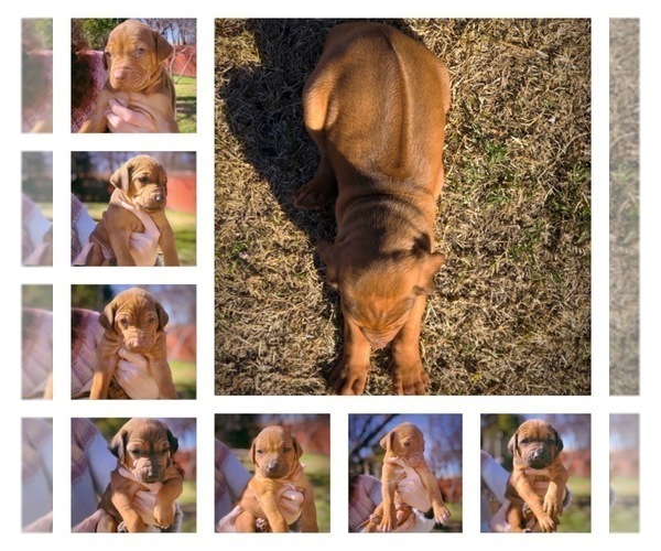Medium Photo #3 Rhodesian Ridgeback Puppy For Sale in FORT WORTH, TX, USA