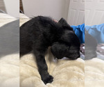 Small Photo #4 Great Dane-Poodle (Standard) Mix Puppy For Sale in FORT WORTH, TX, USA