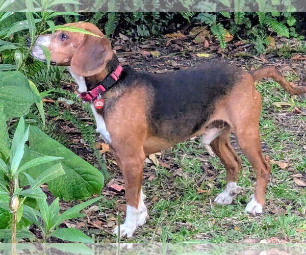 Medium Photo #5 Beagle-Unknown Mix Puppy For Sale in Dunnellon, FL, USA
