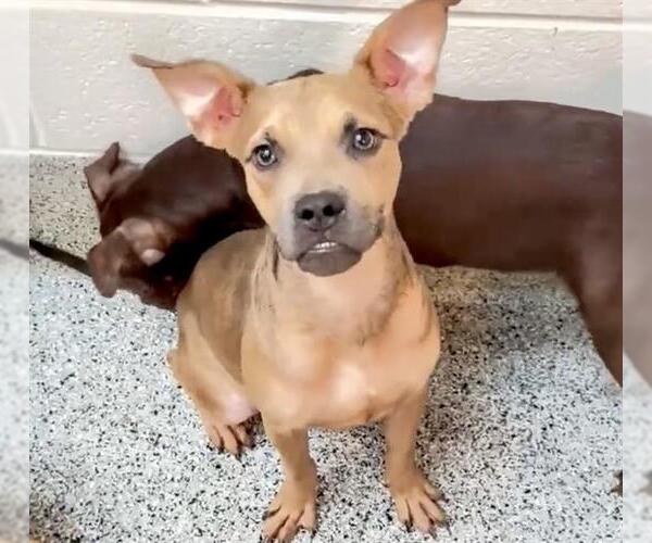 Medium Photo #2 Boxer-Unknown Mix Puppy For Sale in Houston, TX, USA