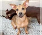 Small #1 Boxer Mix