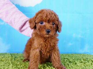 Poodle (Toy) Puppy for sale in LA MIRADA, CA, USA