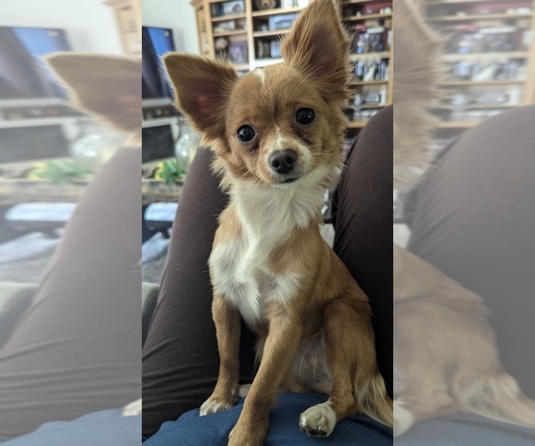 Medium Photo #1 Chiranian Puppy For Sale in OROVILLE, CA, USA
