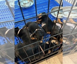 Rottweiler Puppy for sale in ZEPHYRHILLS, FL, USA