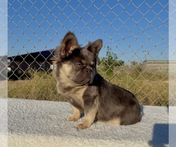 Medium Photo #5 French Bulldog Puppy For Sale in KANSAS CITY, MO, USA