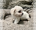 Small Photo #5 Zuchon Puppy For Sale in RENO, NV, USA
