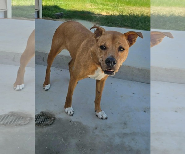 Medium Photo #8 Carolina Dog-Mountain Cur Mix Puppy For Sale in Orangeburg, SC, USA