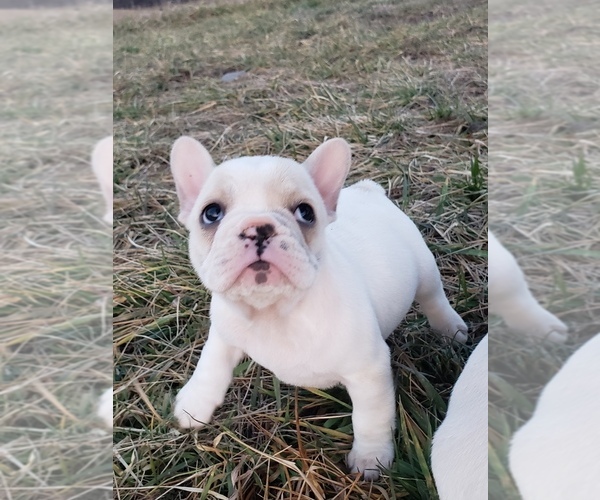 Medium Photo #4 French Bulldog Puppy For Sale in BONE CAVE, TN, USA