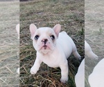Small Photo #4 French Bulldog Puppy For Sale in BONE CAVE, TN, USA