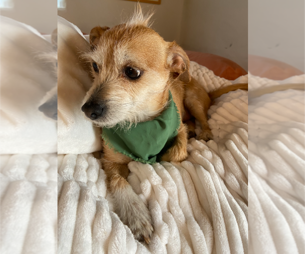 Medium Photo #4 Mutt Puppy For Sale in Pena Blanca, NM, USA