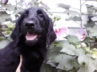 Labradoodle Puppy for sale in ETNA GREEN, IN, USA