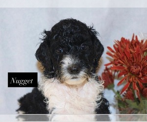 Goldendoodle Puppy for sale in HILLSBORO, TX, USA