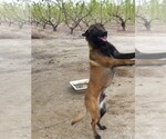 Small Photo #1 Belgian Malinois Puppy For Sale in SANGER, CA, USA