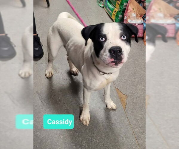 Medium Photo #2 American Pit Bull Terrier-Huskies  Mix Puppy For Sale in Richmond, IN, USA