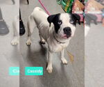 Small #1 American Pit Bull Terrier-Huskies  Mix