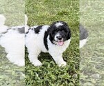 Small #9 Aussiedoodle