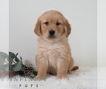 Small #6 Golden Retriever