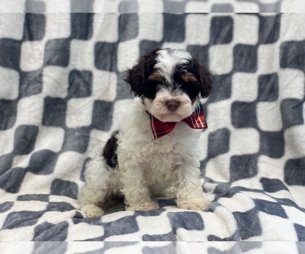 Full screen Photo #11 YorkiePoo Puppy For Sale in LAKELAND, FL, USA