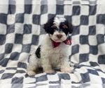 Small Photo #11 YorkiePoo Puppy For Sale in LAKELAND, FL, USA