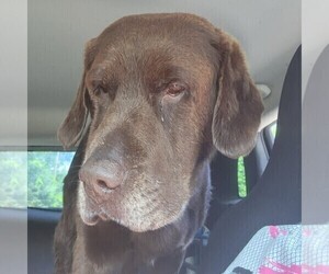 Mother of the Labrador Retriever puppies born on 09/01/2025