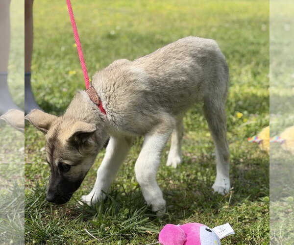 Medium Photo #2 German Shepherd Dog-Great Pyrenees Mix Puppy For Sale in Yardley, PA, USA