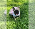Small Photo #2 French Bulldog Puppy For Sale in WHITTIER, CA, USA