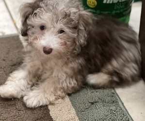 Poodle (Toy) Puppy for sale in TOMBALL, TX, USA