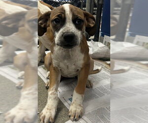 Mutt Dogs for adoption in Sterling, MA, USA