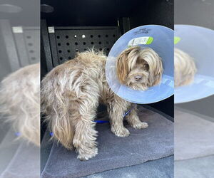 Tibetan Terrier-Unknown Mix Dogs for adoption in Camarillo, CA, USA