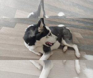 Rico - Male Siberian Husky Dog for Adoption - Photo #5