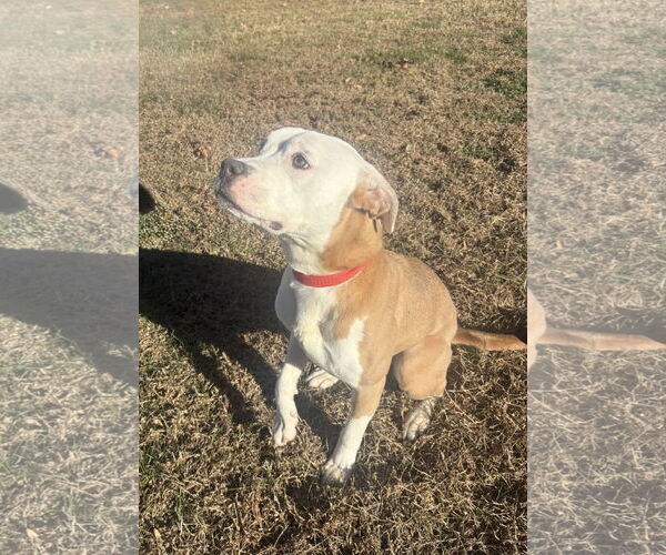 Medium Photo #3 Bulldog-Unknown Mix Puppy For Sale in Raleigh, NC, USA
