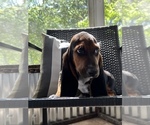 Small Photo #3 Basset Hound Puppy For Sale in PLATO, MO, USA