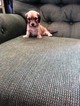 Small Photo #1 Dachshund Puppy For Sale in DECATUR, AL, USA