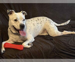 Spotta (Courtesy post) - Female American Staffordshire Terrier-Unknown Mix Dog for Adoption - Photo #3