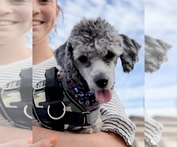 Medium Photo #1 Poodle (Miniature) Puppy For Sale in FLAGSTAFF, AZ, USA