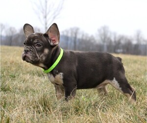 French Bulldog Puppy for sale in FRESNO, OH, USA