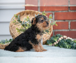 Small Photo #19 Yorkshire Terrier Puppy For Sale in MONROE, IN, USA