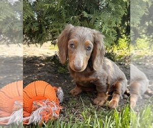 Dachshund Puppy for sale in MIDDLEBURY, IN, USA