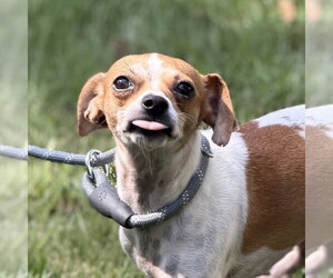 Chihuahua Dogs for adoption in Yardley, PA, USA